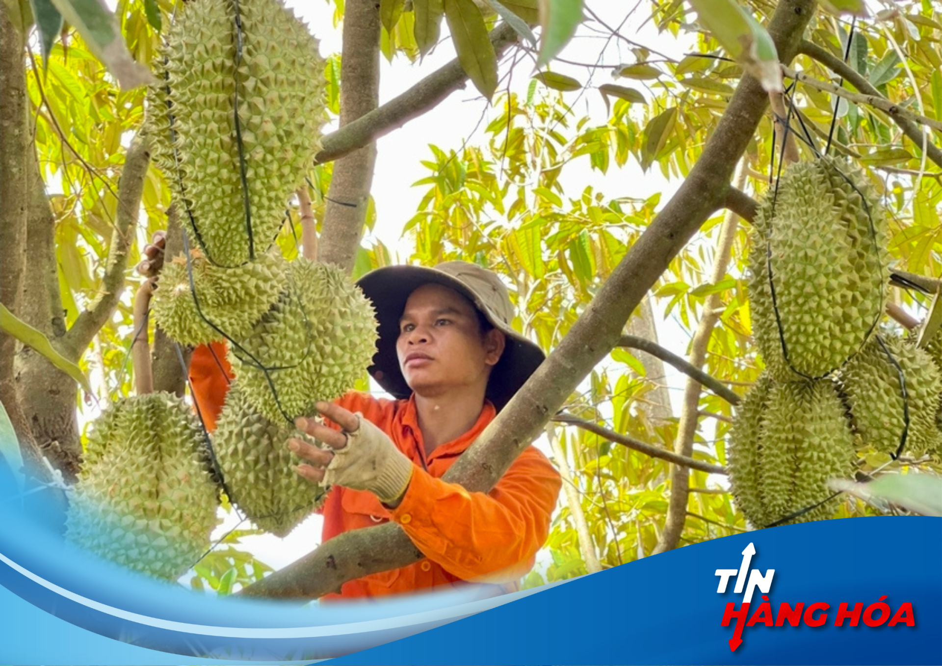 Gi&aacute; N&ocirc;ng Sản Ổn Định: Đ&ograve;n Bẩy Ph&aacute;t Triển N&ocirc;ng Nghiệp Bền Vững Tại Gia Lai